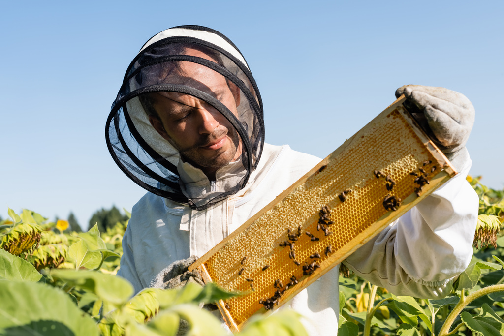 Пчеловод в пчеловодческом костюме держит раму из сотовых с пчелами на подсолнухах - Фото, изображение