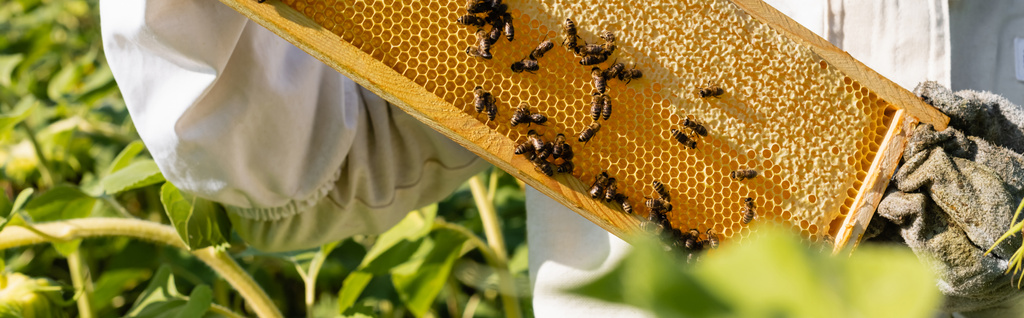частичный вид пчеловода, держащего соты с медом и пчелами на поле, баннер - Фото, изображение