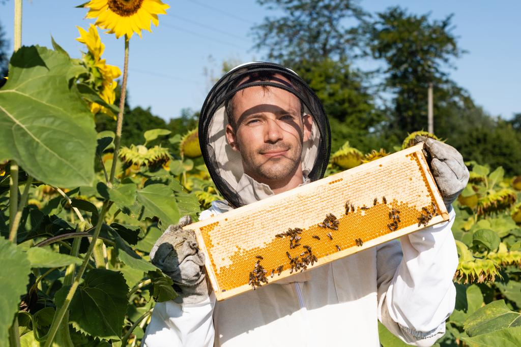 apicultor satisfecho mostrando panal con abejas mientras está de pie en el campo de girasoles en flor - Foto, Imagen