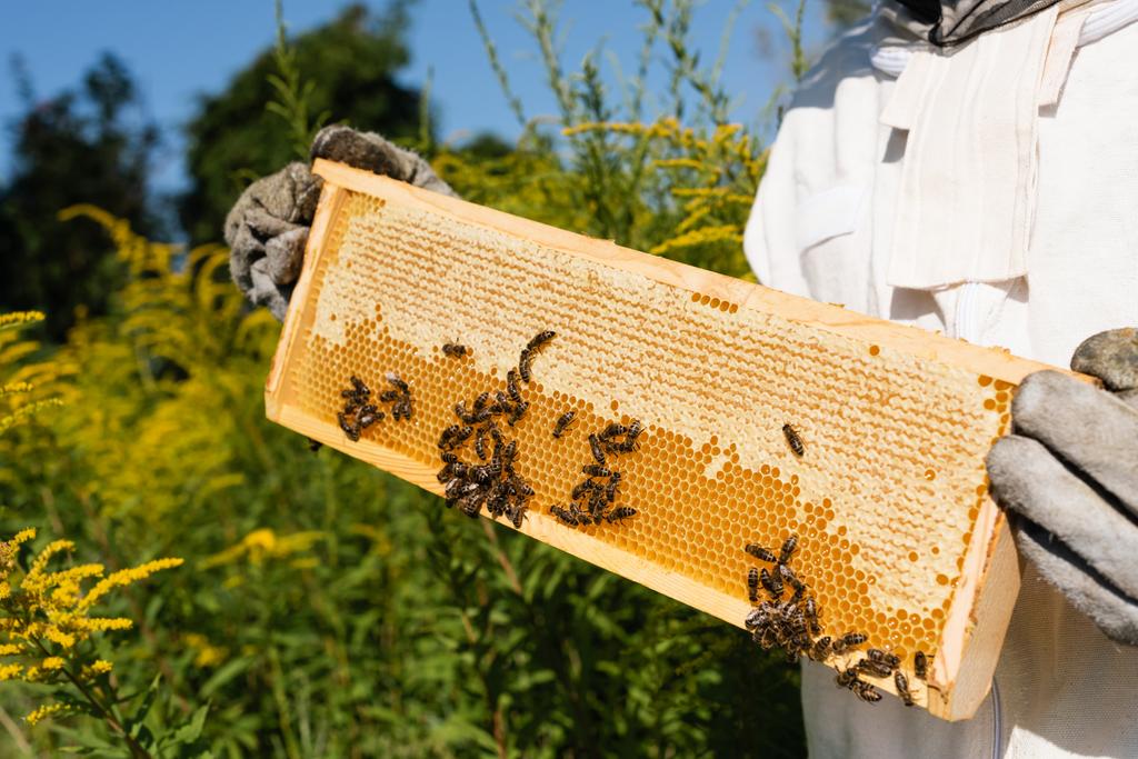 oříznutý pohled na včelaře držícího voštinový rám s včelami na kvetoucím poli - Fotografie, Obrázek