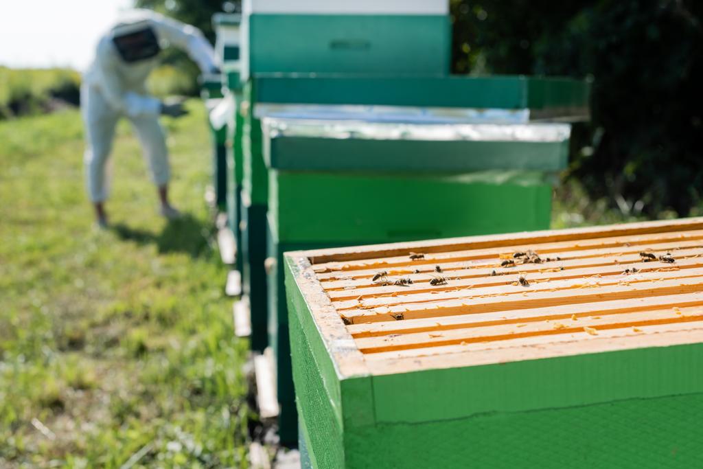 selective focus of honeybees on beehive near blurred beekeeper working on apiary - Photo, Image