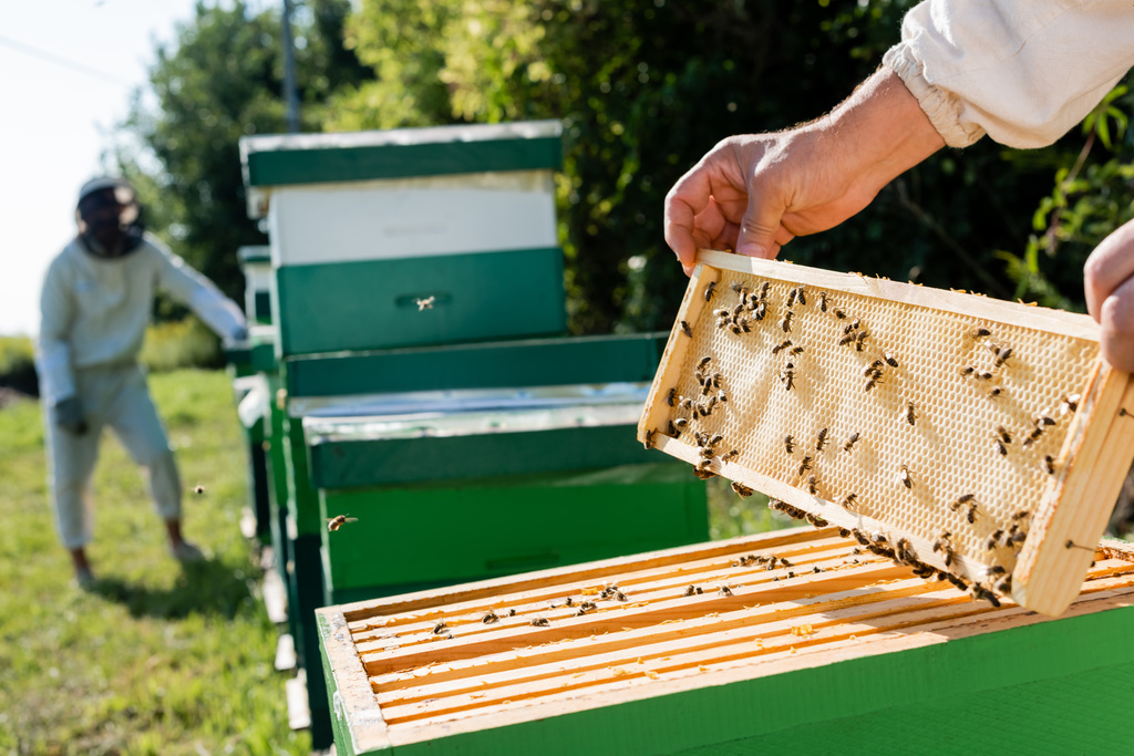 selektiver Fokus des Imkers mit Bienenwabenrahmen in der Nähe von Bienenstöcken und verschwommenem Kollegen  - Foto, Bild