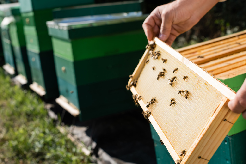 rajattu näkymä mehiläinen master hunajakenno runko lähellä hämärtynyt mehiläispesien - Valokuva, kuva