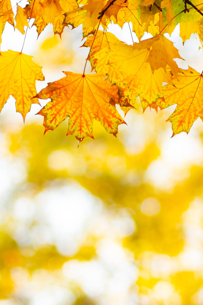 Golden autumn concept with copy space. Autumn maple leaves - Photo, Image