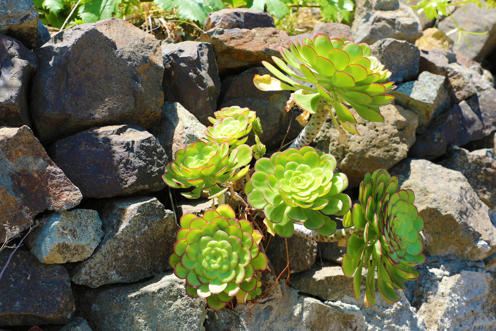 Succulent növény cékla a kövek. Mossy rusztikus kőfal közeli fotó. Az ősi épület durva kőfala. Zöld moha a kőzeten. A természet koncepciójának ereje. - Fotó, kép