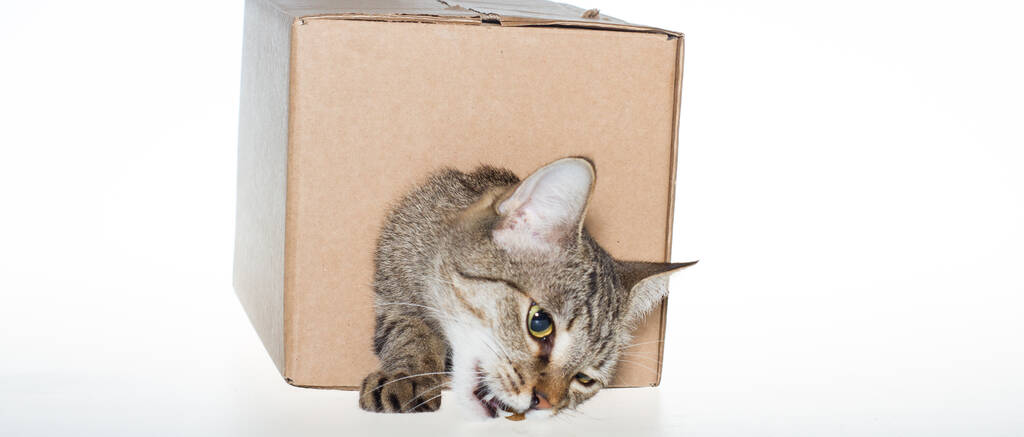 Um gatinho numa caixa. Um gato em uma caixa de papelão em um fundo branco isolado. - Foto, Imagem