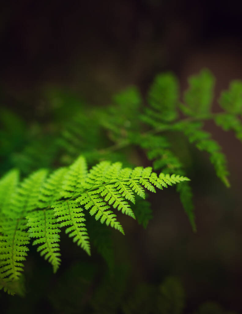 Egy sekély fókuszfelvétel egy páfrányágról apró zölddel. - Fotó, kép