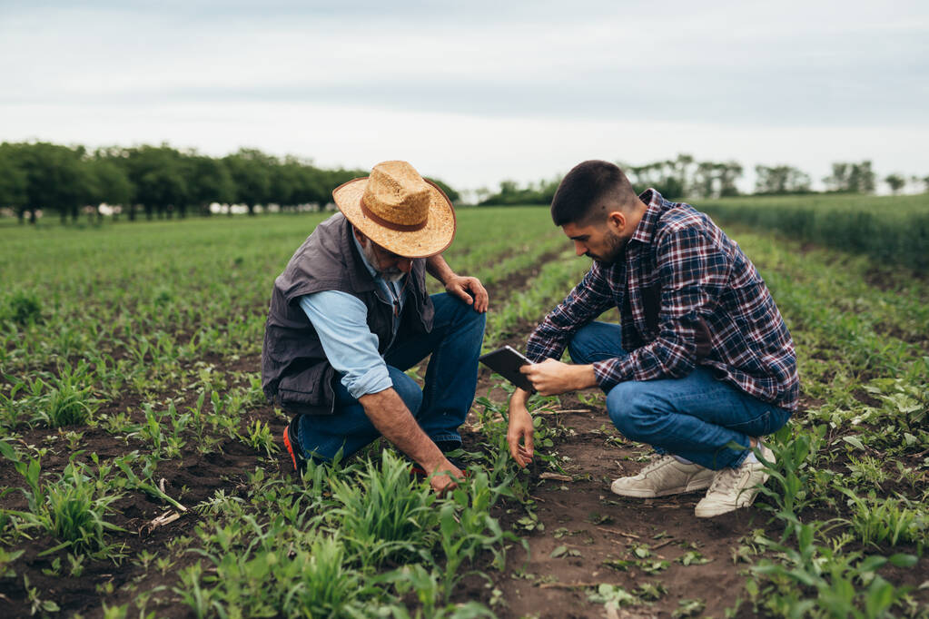 Agricultores que inspecionam milho no campo - Foto, Imagem