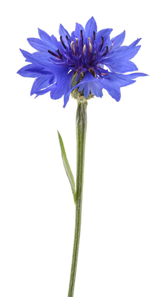 Flor de milho azul (Cyanus segetum) isolada sobre fundo branco
 - Foto, Imagem