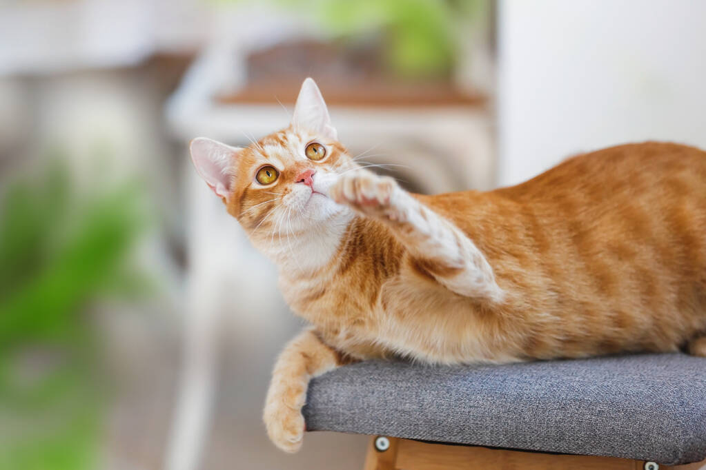 Speelse gember kat liggend op de fauteuil en hief zijn voorpoot omhoog. Selectieve focus, kopieerruimte - Foto, afbeelding