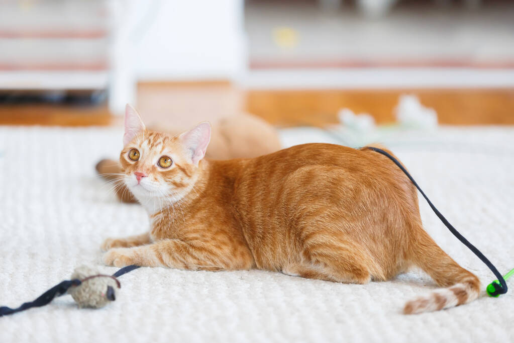 Güzel Ginger Cat Fare Yünüyle Oynuyor. Seçici odak, boşluğu kopyala - Fotoğraf, Görsel