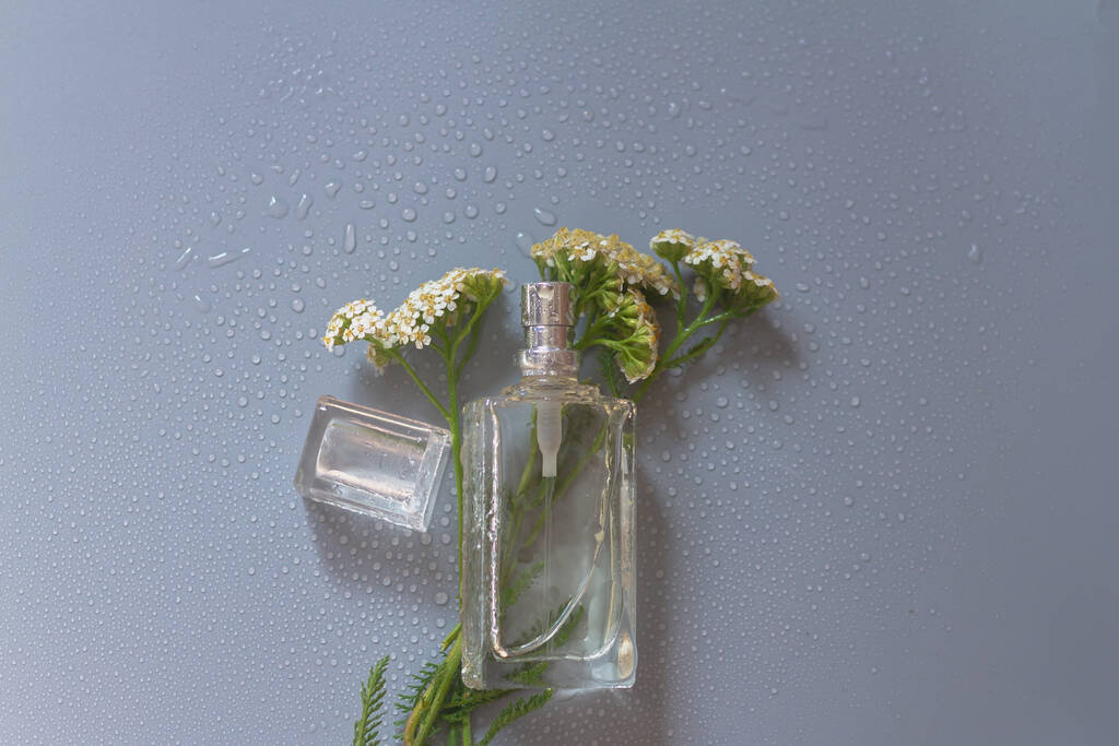 Butelka perfum lub olejku ziołowego z kwiatów leczniczej włóczki ziołowej na szarym tle - Zdjęcie, obraz