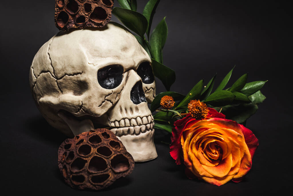 pomarańczowa róża w pobliżu strasznej czaszki i suszonych strąków lotosu na czarno  - Zdjęcie, obraz