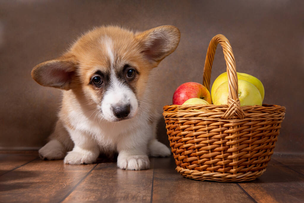 魅力的なペンブロークウェールズのCorgi子犬は暗い背景にリンゴのバスケットの横に立っています - 写真・画像