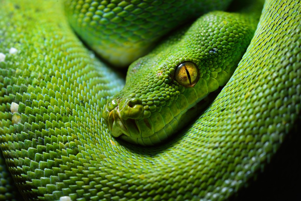 Yeşil ağaç python morelia viridis - Fotoğraf, Görsel