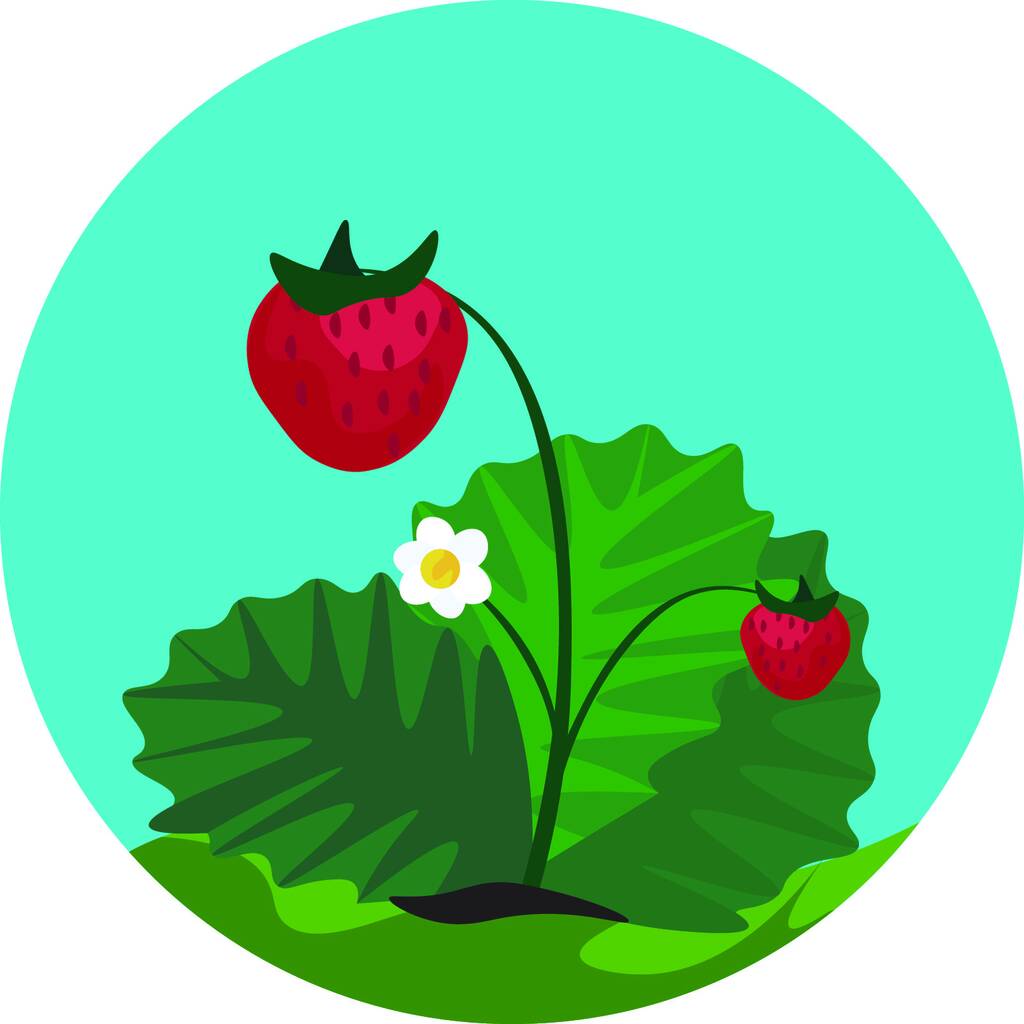 Portré az eper növény lapos zöld levelei és egy virág, fehér Floret és sárga korong elszigetelt kék háttérrel nézve az első, vektor, színes rajz vagy illusztráció. - Vektor, kép