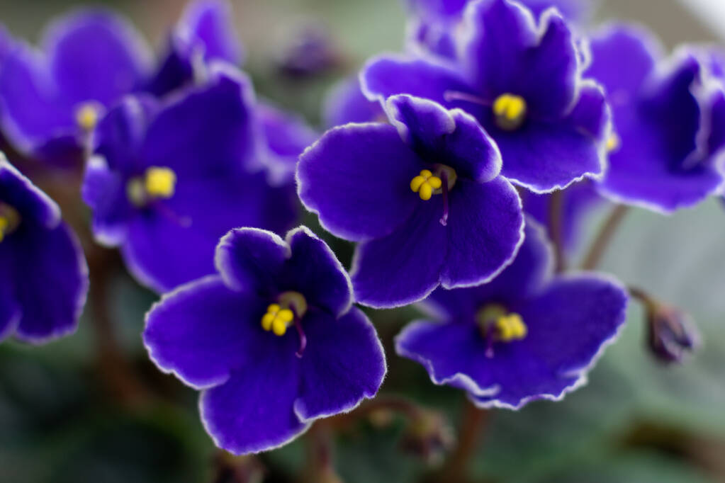 Macrofotografía de flor violeta africana saintpaulia en color púrpura azul profundo con núcleo amarillo. - Foto, imagen