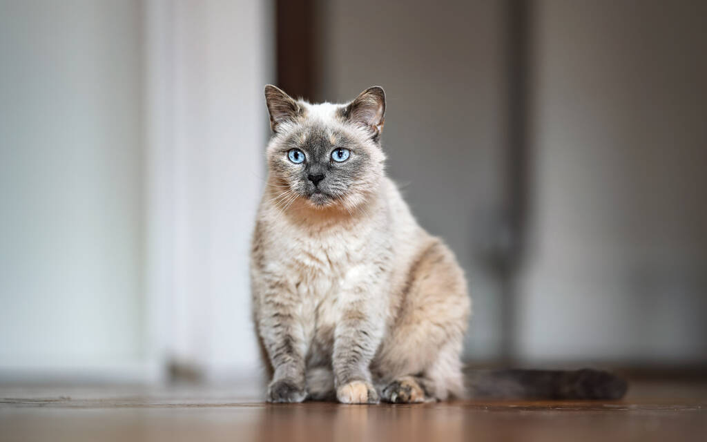 Старший серый кот с пронзительными голубыми глазами, сидит на деревянном полу, неглубокая глубина полевого фото - Фото, изображение