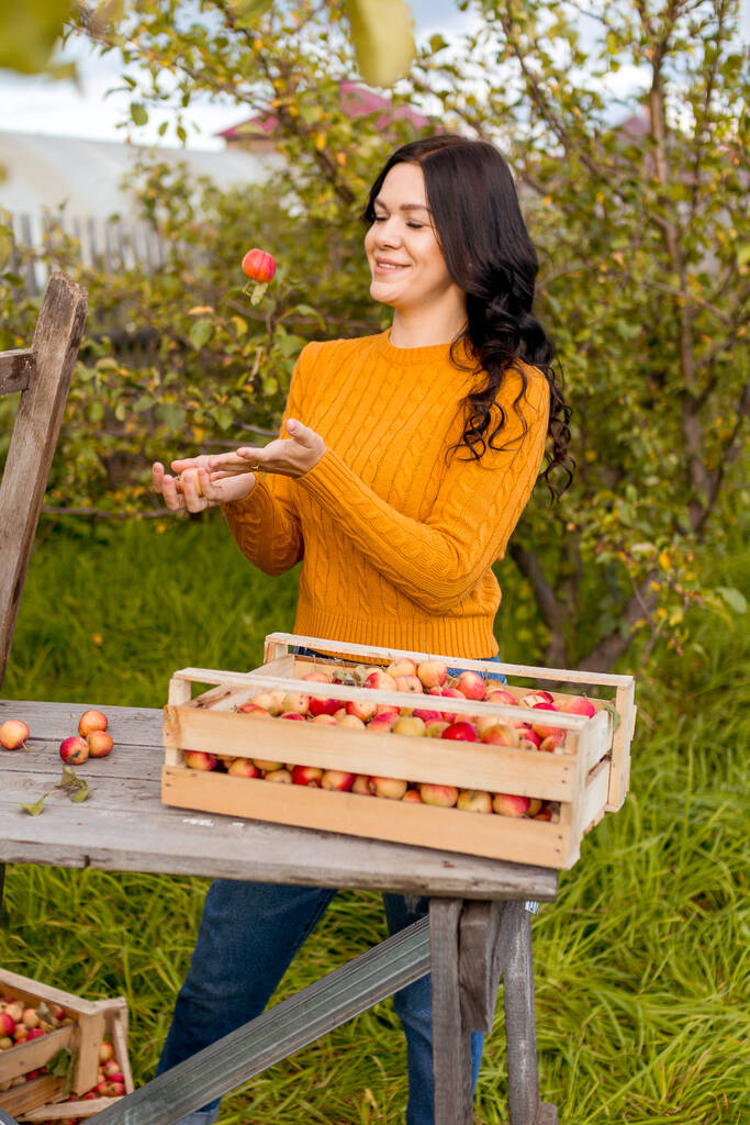 Молодая женщина собирает яблоки в осеннем саду - Фото, изображение