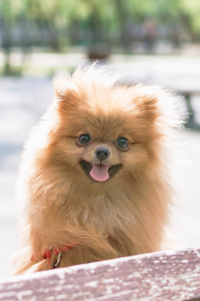Портрет чарівного помаранчевого помаранчевого Померанського собаку на літніх прогулянках.. - Фото, зображення