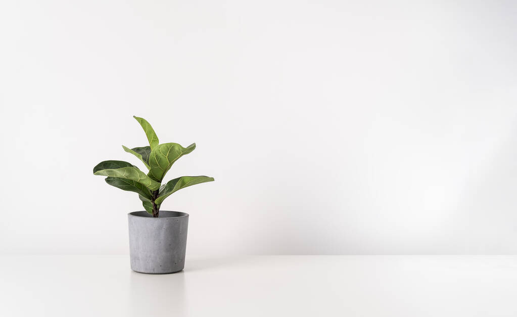 Ficus domácí rostlina se zelenými listy v šedém květináči na stole na pozadí bílé stěny. Minimalistický skandinávský podklad s kopírovacím prostorem. - Fotografie, Obrázek