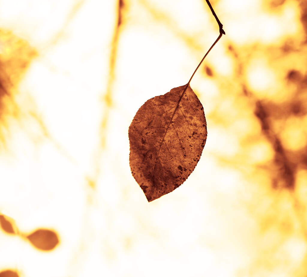 hnědé žluté podzimní listy ozářené sluncem. podzimní pozadí - Fotografie, Obrázek