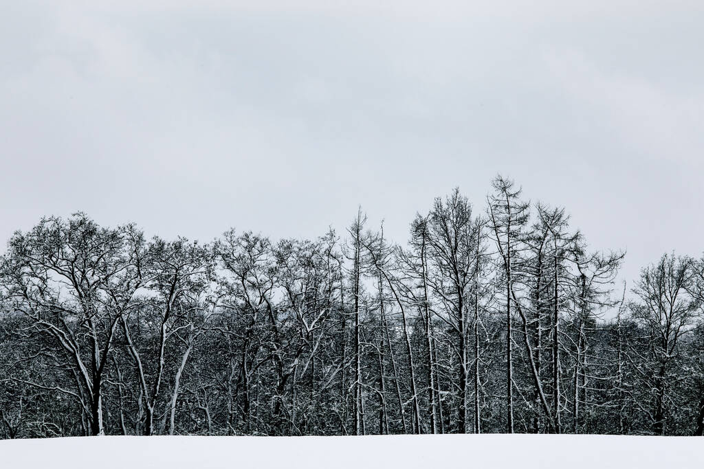 Μαύρο και άσπρο χιόνι χειμώνα Ευρωπαϊκό δασικό τοπίο. Συννεφιασμένος ουρανός. Χειμώνας. - Φωτογραφία, εικόνα