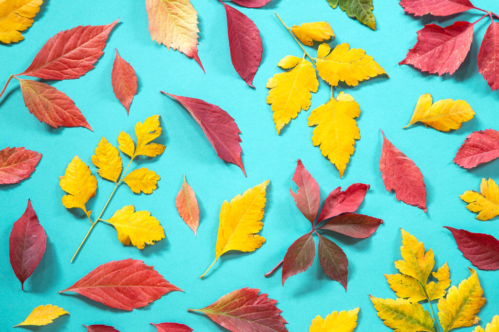 Herfst bladeren op blauwe achtergrond - Foto, afbeelding