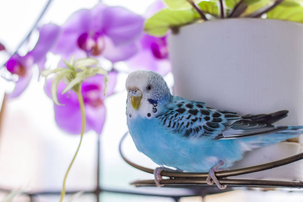 Een mooie blauwe budgie zit zonder kooi op een huisplant. Tropische vogels thuis. Gevederde huisdieren thuis. - Foto, afbeelding