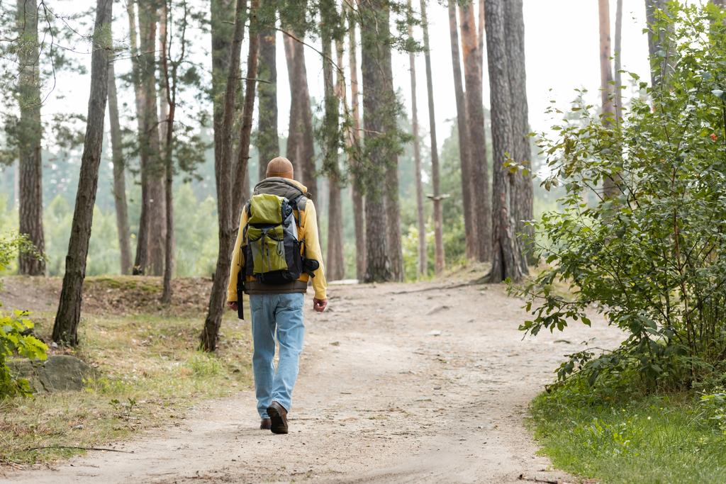назад вид туриста с рюкзаком прогулки по тропе в лесу - Фото, изображение