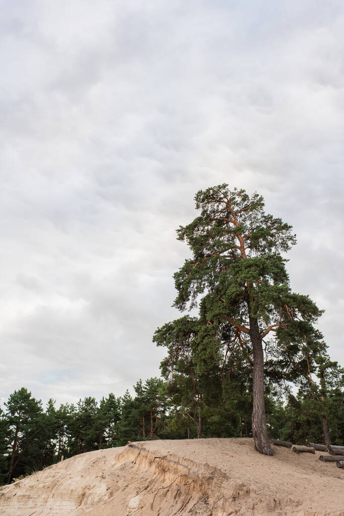 Puu kukkulalla pilvinen taivas taustalla  - Valokuva, kuva