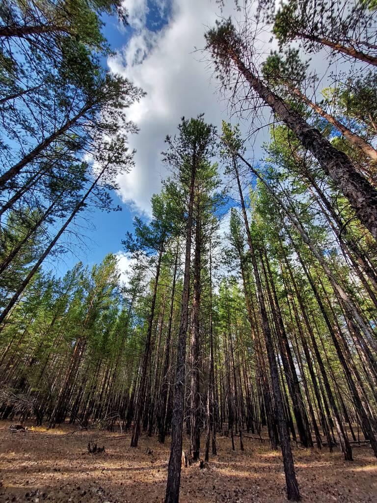 Δάση πεύκων ενάντια στον γαλάζιο ουρανό και τα σύννεφα - Φωτογραφία, εικόνα