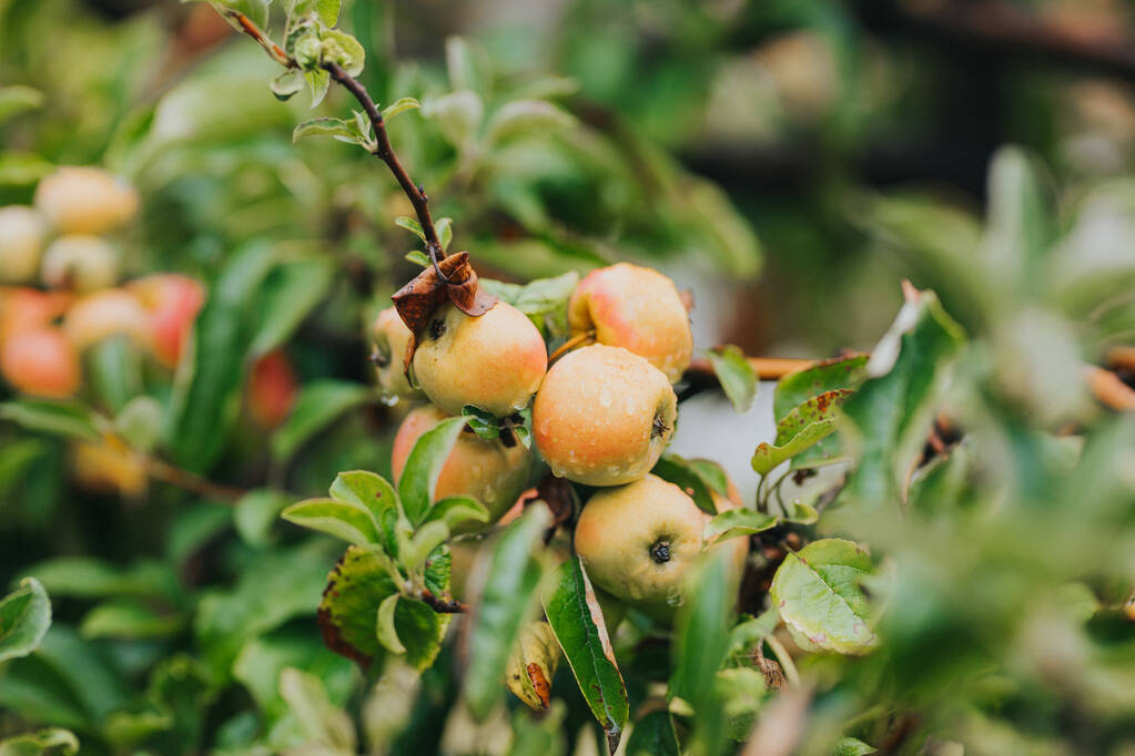 Detailní záběr čerstvých zralých jablek na stromě. - Fotografie, Obrázek
