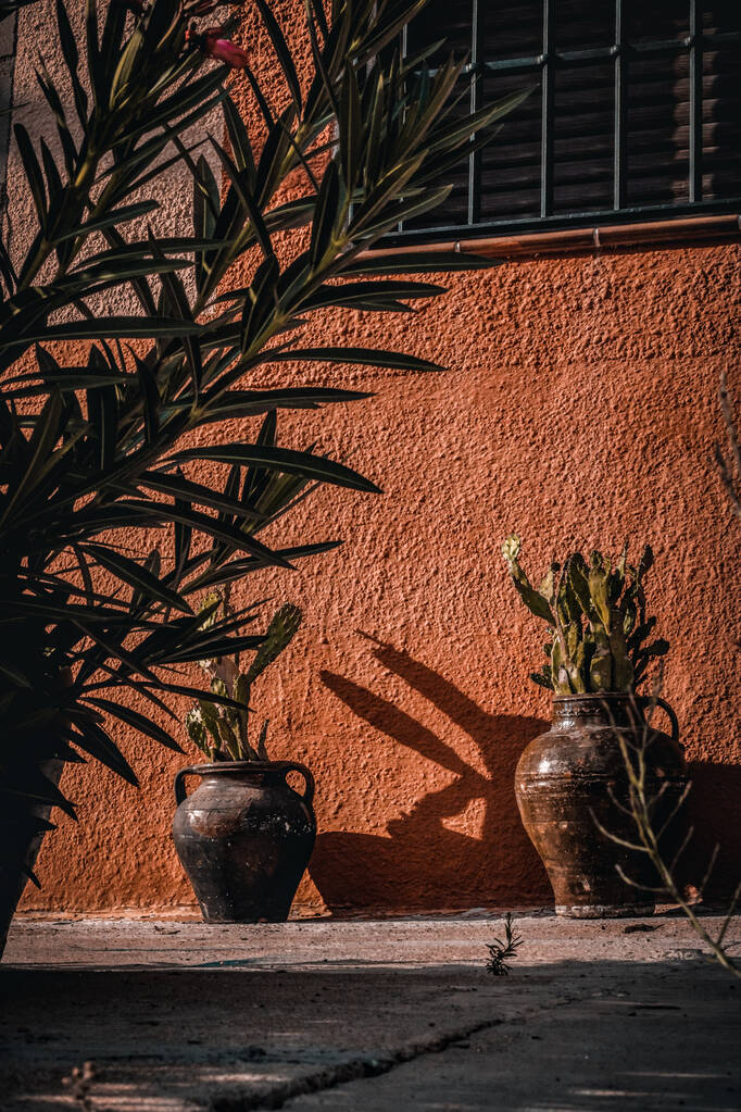 Un plan vertical de plantes de cactus en fleurs dans des pots près de la maison - Photo, image