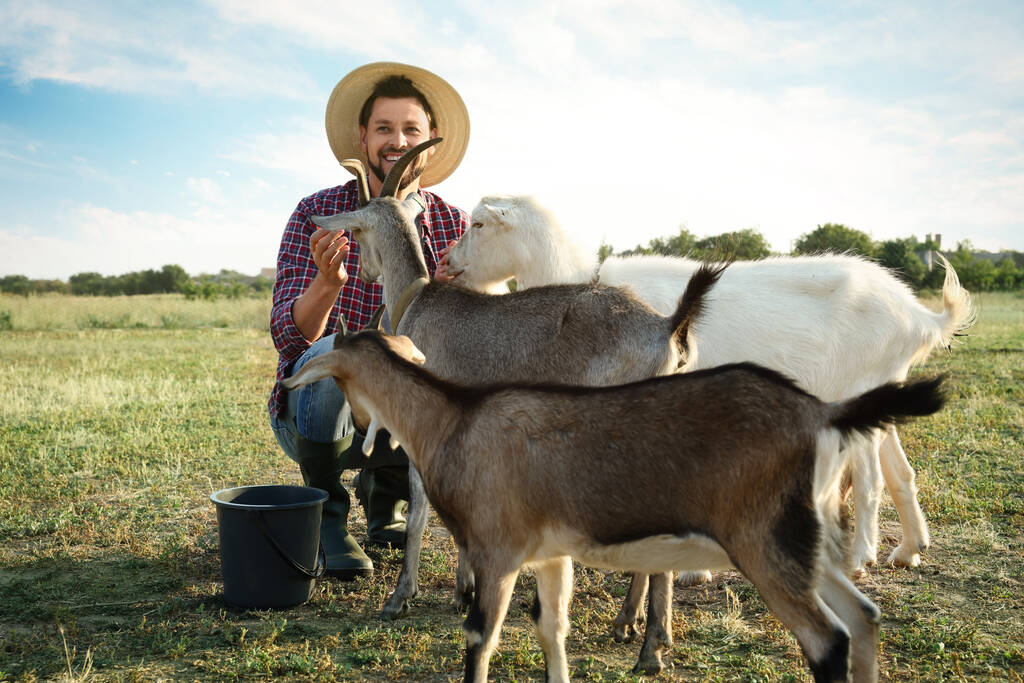 Άντρας με κατσίκες στη φάρμα. Ζωοτεχνία - Φωτογραφία, εικόνα