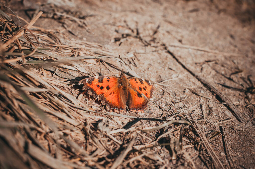 Un primer plano de una mariposa naranja - Foto, imagen