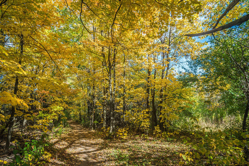 Parc το φθινόπωρο κοντά στο Τορόντο, Καναδάς - Φωτογραφία, εικόνα