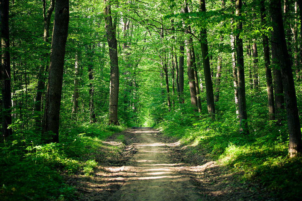 pad in groen bos - Foto, afbeelding
