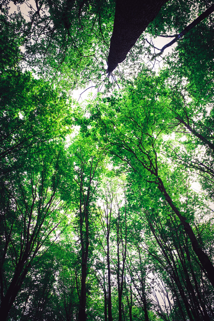 drzewa leśne - Zdjęcie, obraz