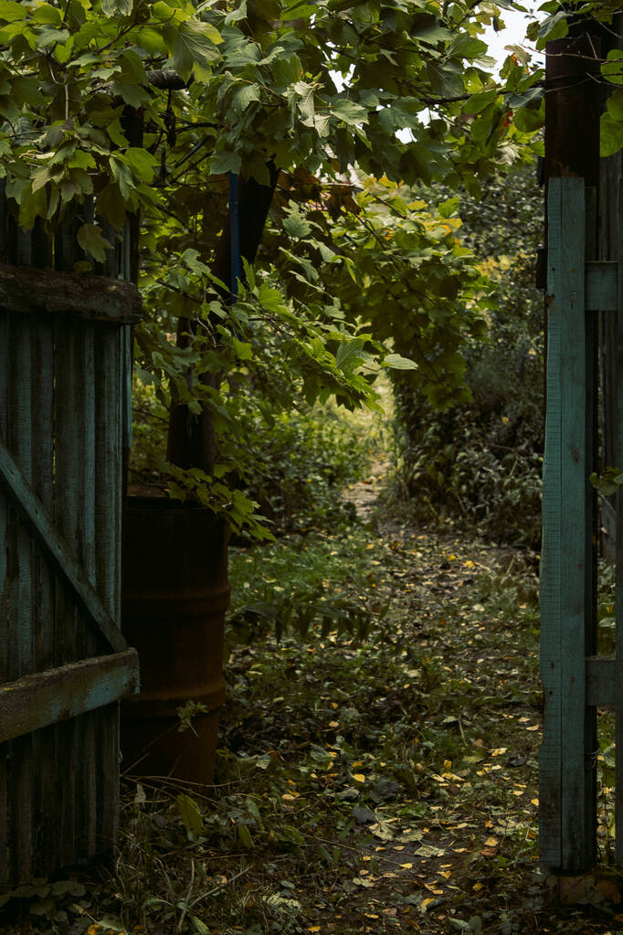 Una vieja cerca pintada de madera podrida y una puerta en el jardín de otoño - Foto, Imagen