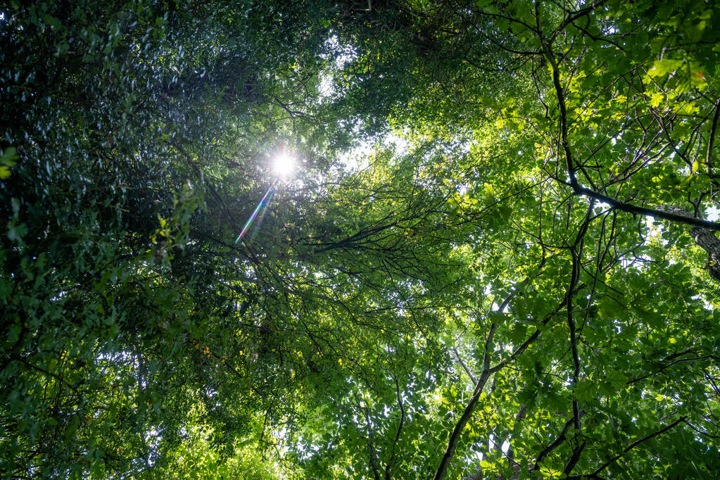 Низькокутний знімок з щільних зелених дерев з сяючим сонцем через гілки
 - Фото, зображення
