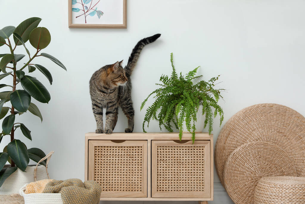 Χαριτωμένο tabby γάτα κοντά φυτό στο ντουλάπι σε εσωτερικούς χώρους - Φωτογραφία, εικόνα