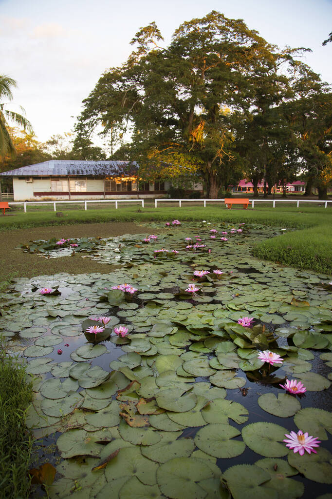hermosas flores de loto en el estanque - Foto, Imagen