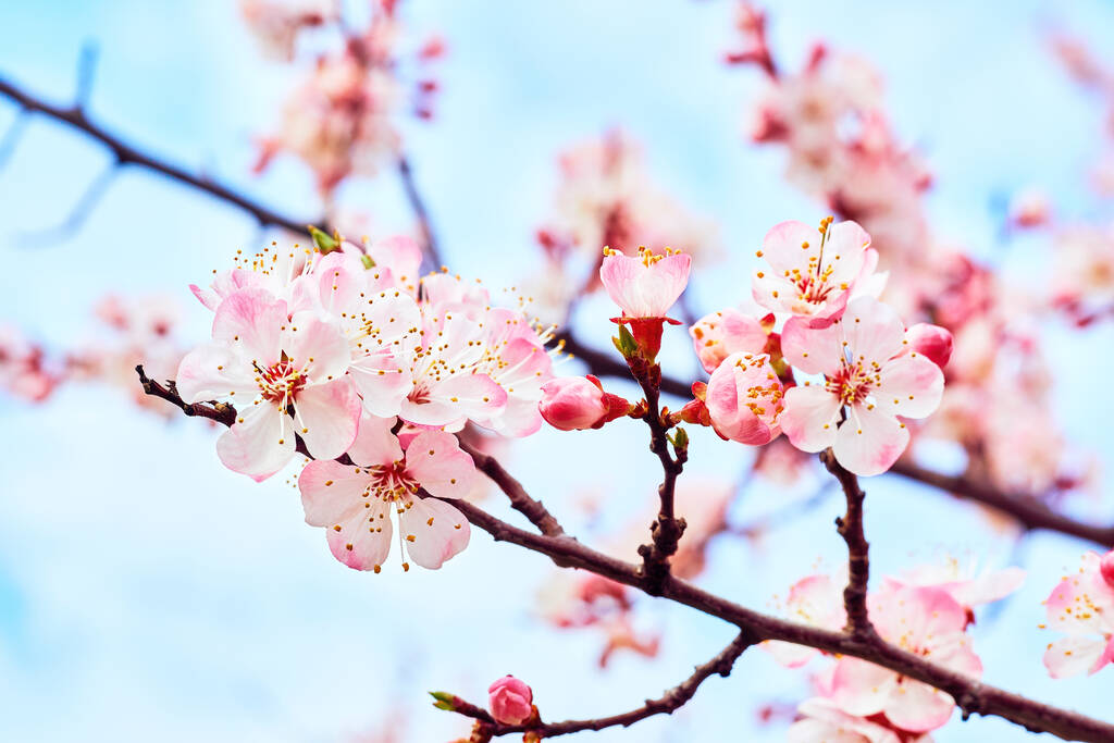 Mooie rode lentebloemen tegen de blauwe lucht. - Foto, afbeelding