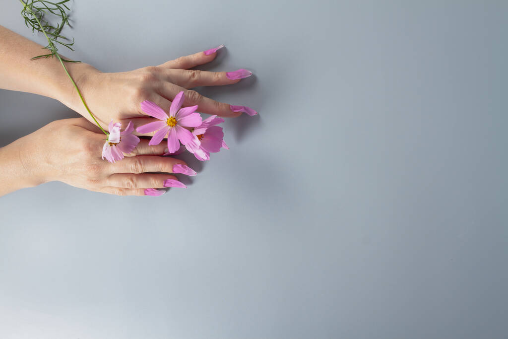 manos de una mujer con clavos hechos de pétalos rosados de la flor del cosmos, manicura natural hecha de color sobre un fondo gris es un símbolo de cuidado de uñas. - Foto, Imagen