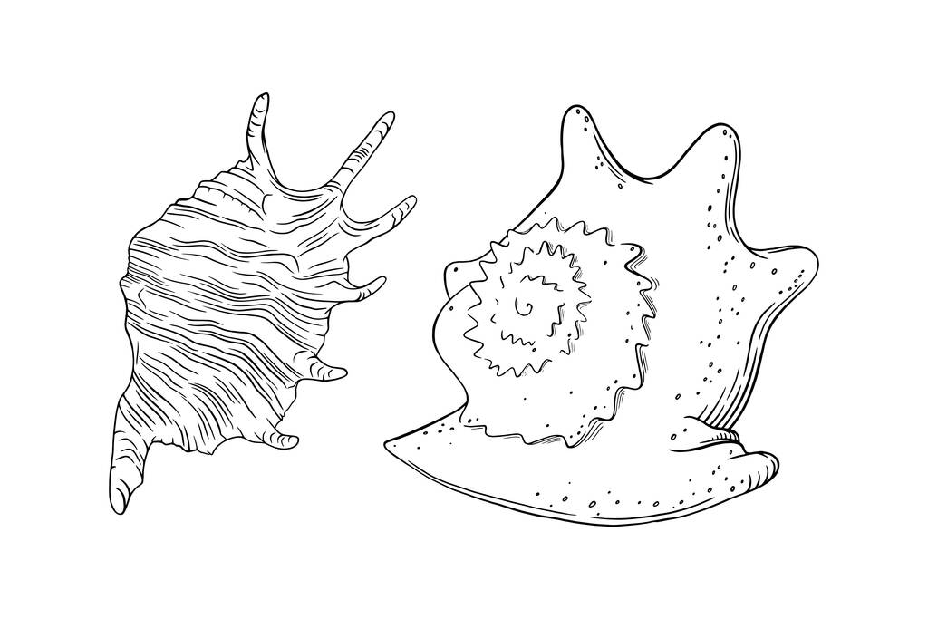 Cáscara de mar espiral y caracola aisladas en fondo blanco. Esbozo de conchas marinas. Ilustración vectorial - Vector, Imagen