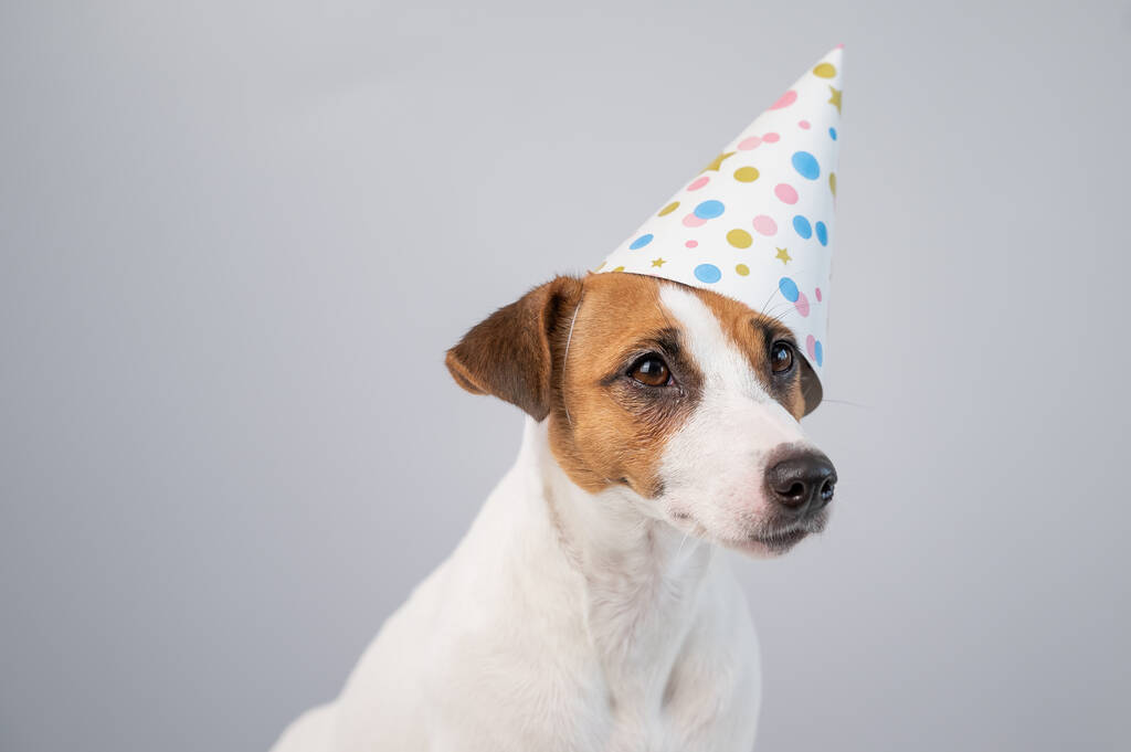Cão em um chapéu de aniversário em um fundo branco. Jack Russell Terrier está comemorando um aniversário - Foto, Imagem