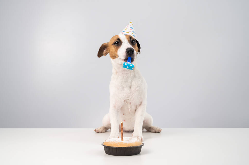 Chien drôle Jack Russell Terrier vêtu d'une casquette d'anniversaire tenant un sifflet sur un fond blanc. Le chiot est assis à la table devant la tarte aux bougies - Photo, image