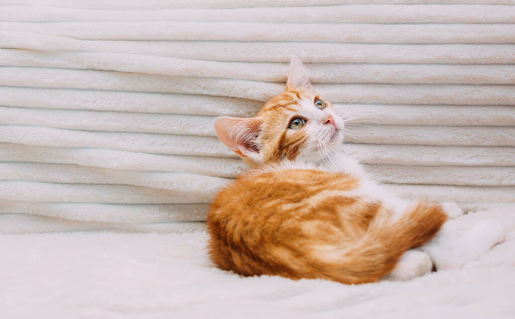 Retrato de un lindo gatito jengibre en la cama - Foto, imagen