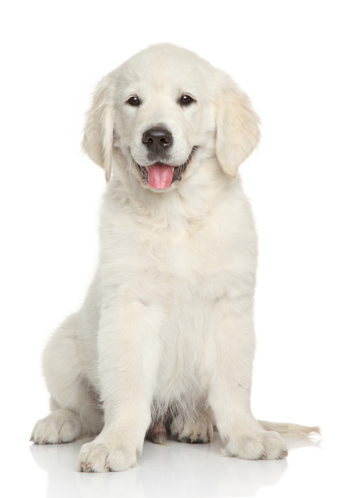 ゴールデン ・ リトリーバーの子犬の肖像画 - 写真・画像